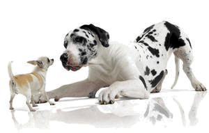 Image:Spezial-Angebot für Royal Canin-Kunden